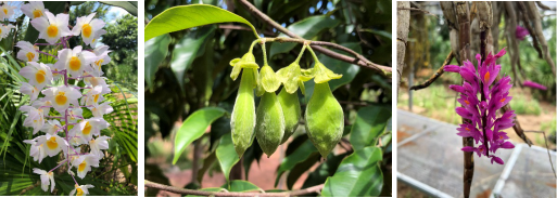 7.海南黎药园.png 7.海南黎药园.png